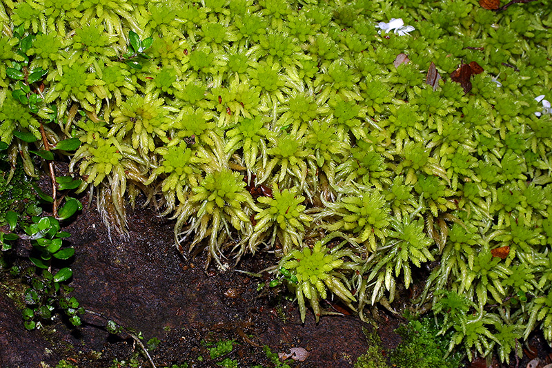 Sphagnum species - The University of Auckland